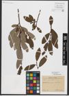 Foto von Salix appendiculata Vill.